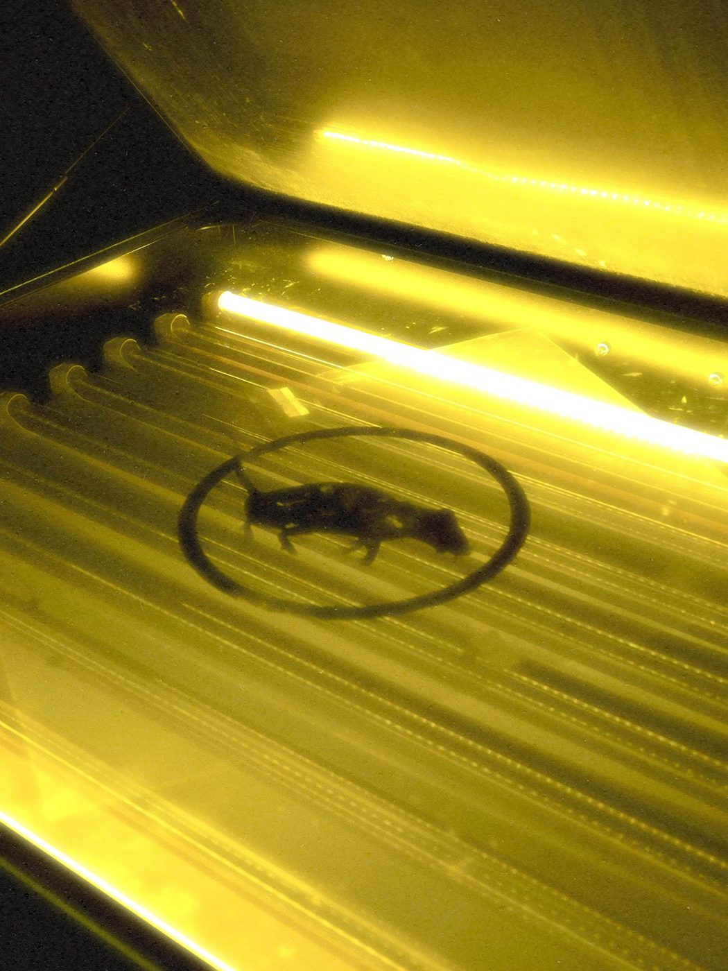 The Dark Room — LAB RATS