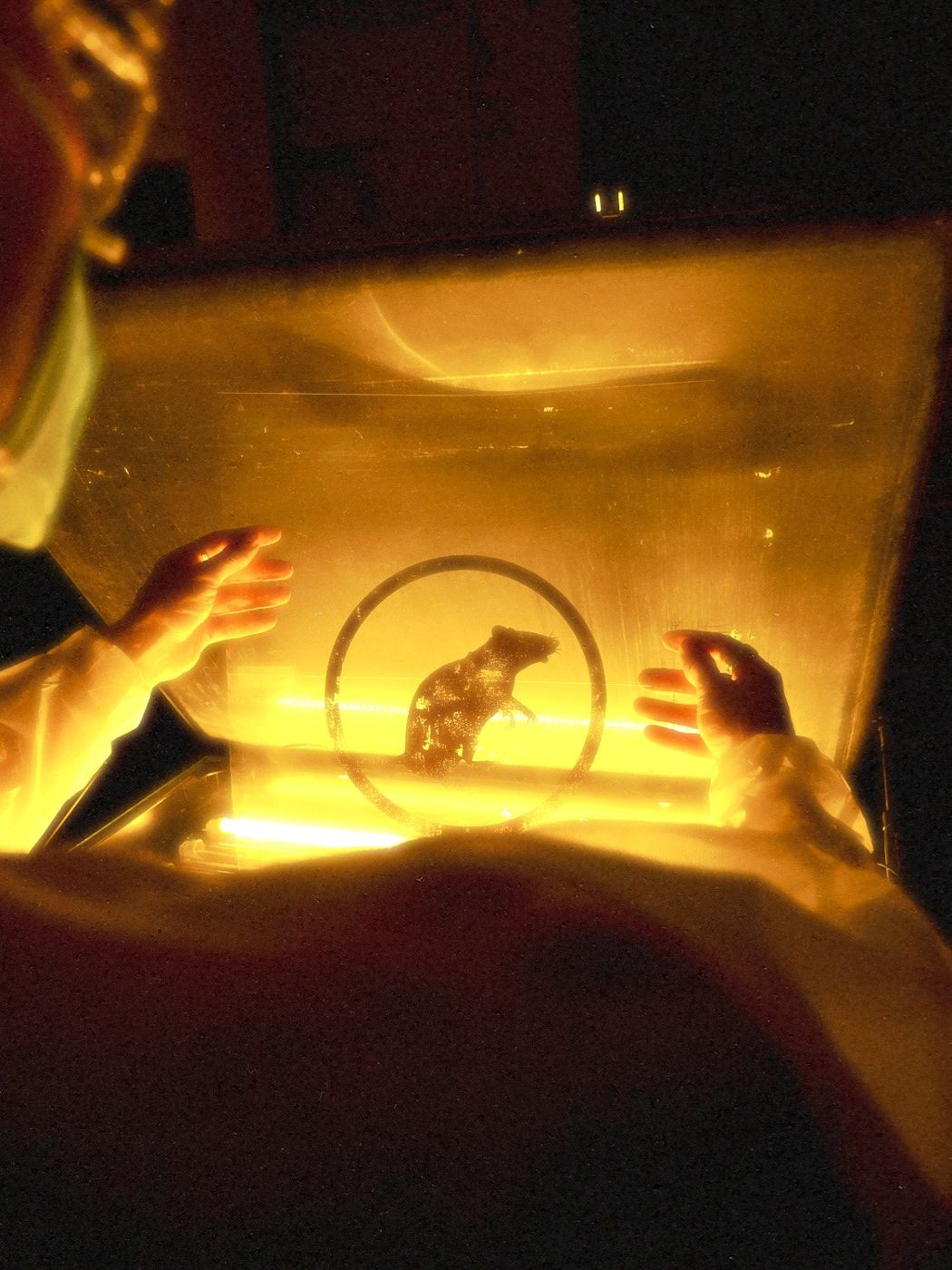 The Dark Room — LAB RATS